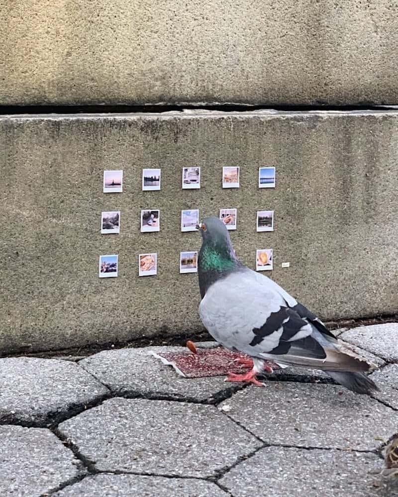 Pigeon standing on cobblestone street in front of a wall with small photos.