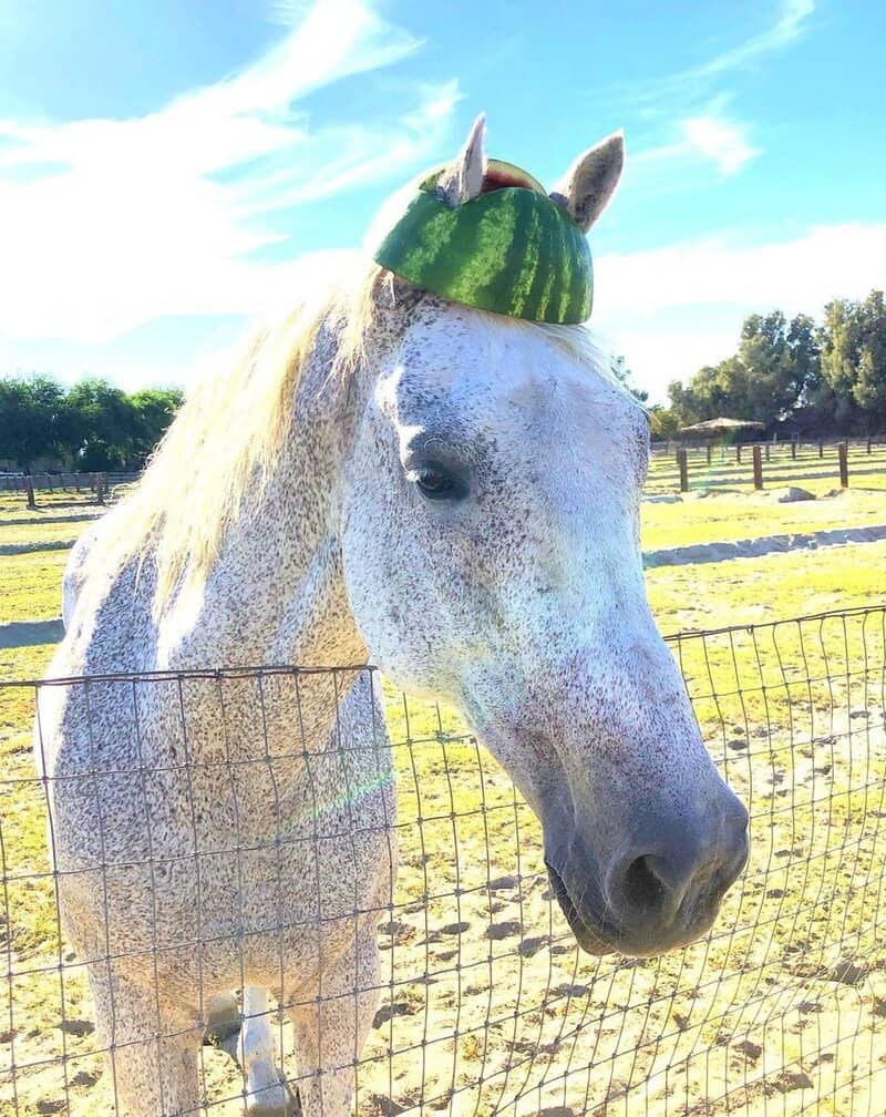 Horse with a watermelon on its head in a sunny field.