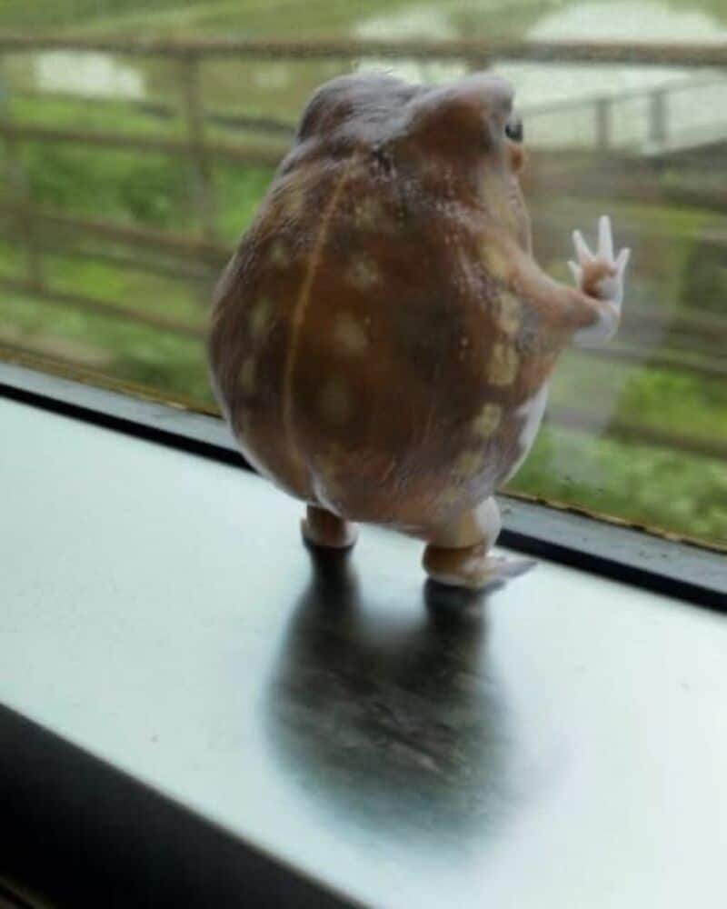Octopus with human hand making a peace sign on a window sill.
