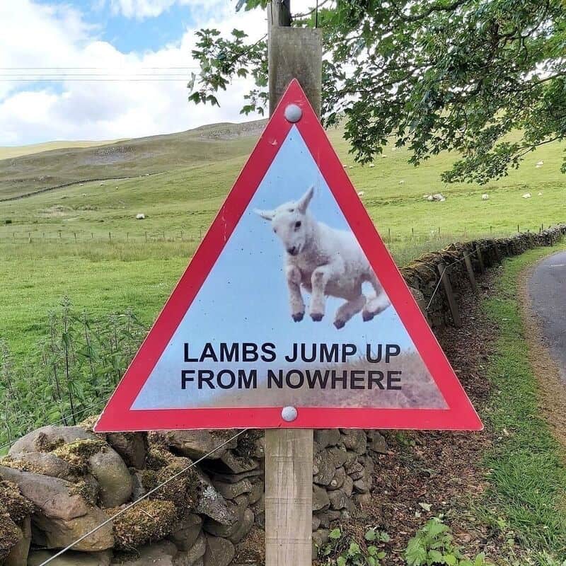 Warning sign with a lamb jumping, says 'Lambs jump up from nowhere'.
