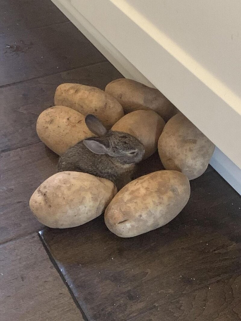 Small rabbit lying among large potatoes on a wooden floor.