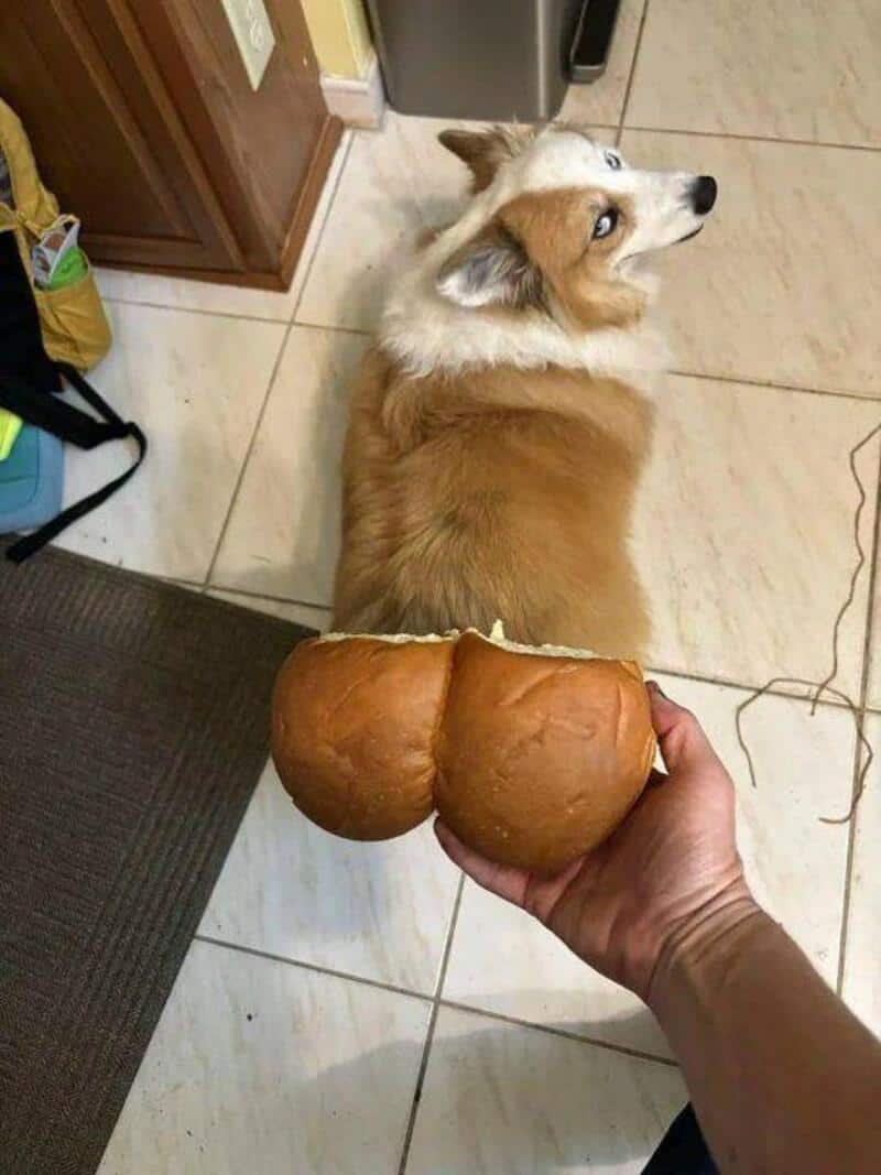 Dog looking back at the camera with a bun in front of it.