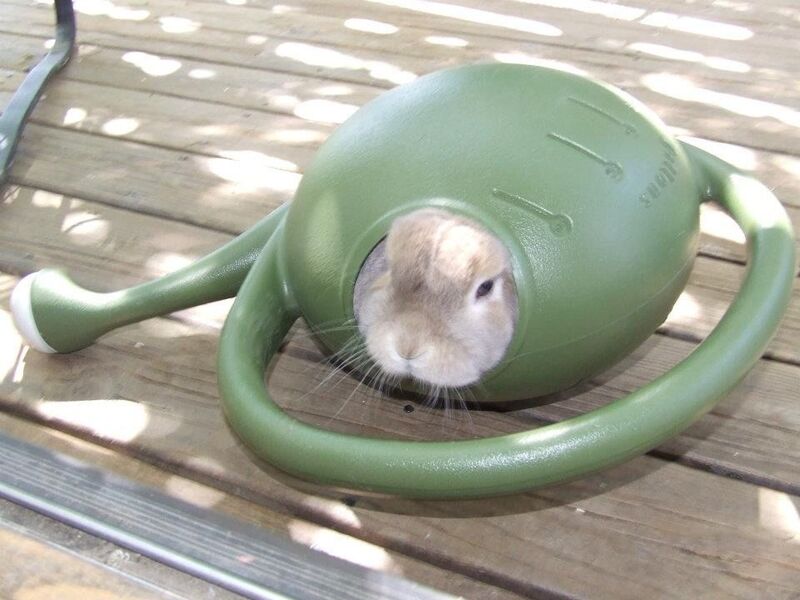 Hamster inside a green watering can on a wooden deck.