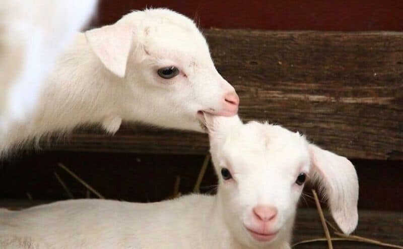 Two white baby goats resting on a wooden surface.