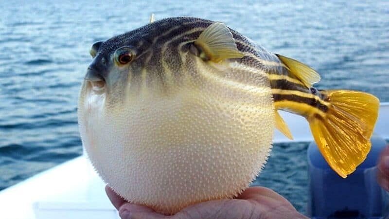 Round fish with yellow tail and striped body held over water.