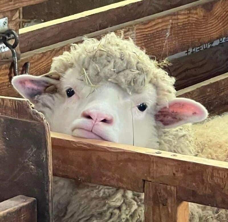 Close-up of a sheep's face peeking through wooden slats.