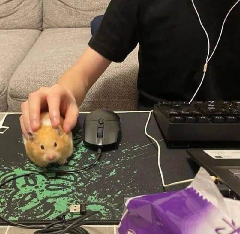Person petting a hamster on a desk with computer accessories and snacks.