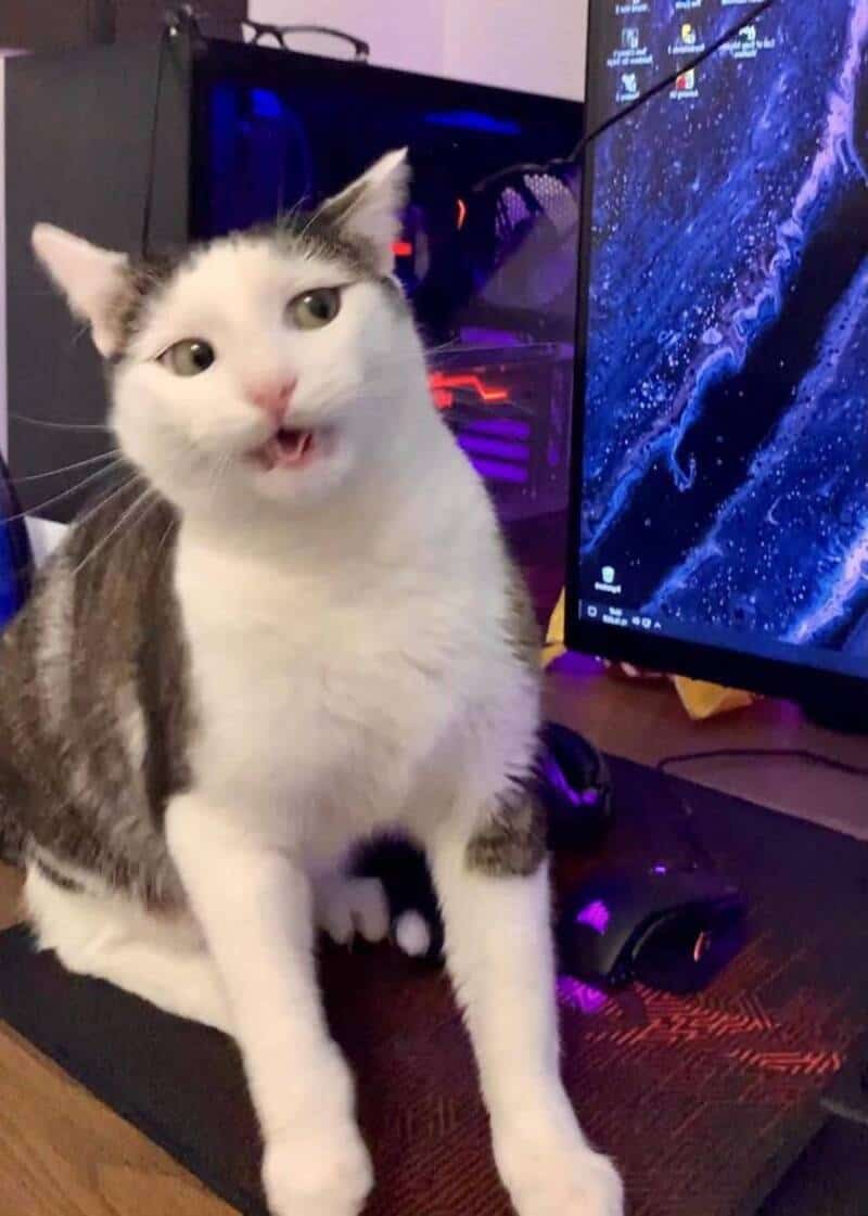 A white and gray cat with an open mouth sitting in front of a computer monitor.