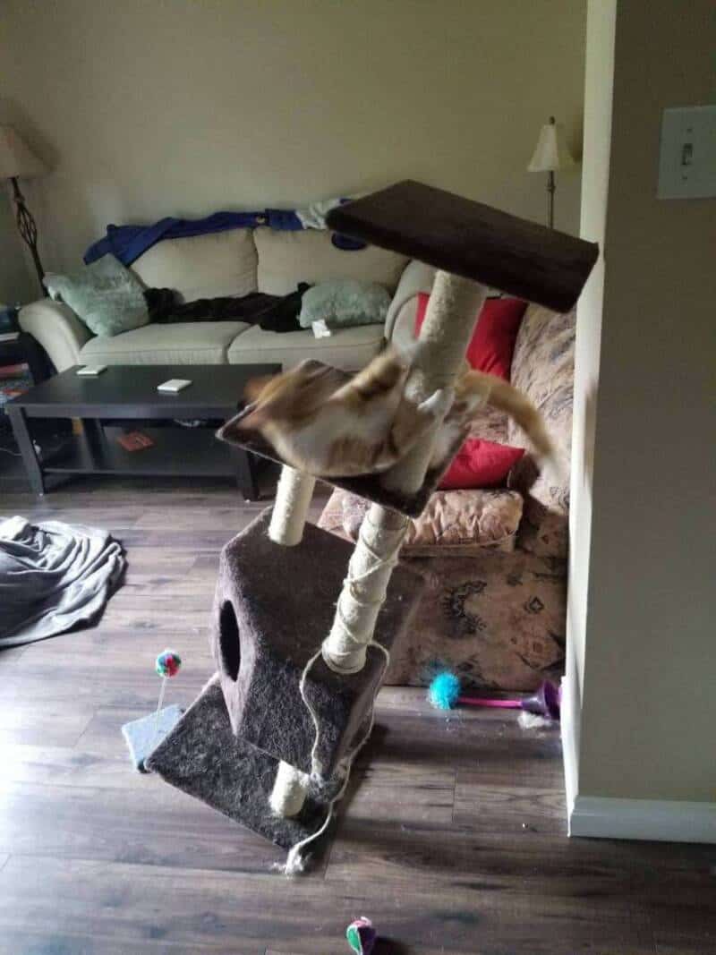 Cat playing on a multi-level cat tree in a living room.