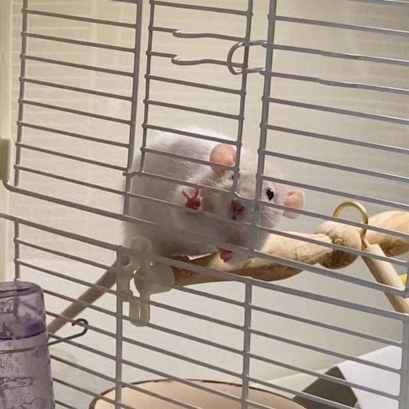 A small bird inside a cage, looking out through the bars.