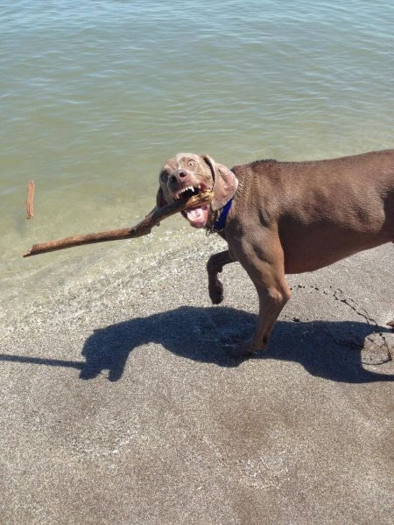 Dog playing with a stick at the beach, holding it in its mouth.