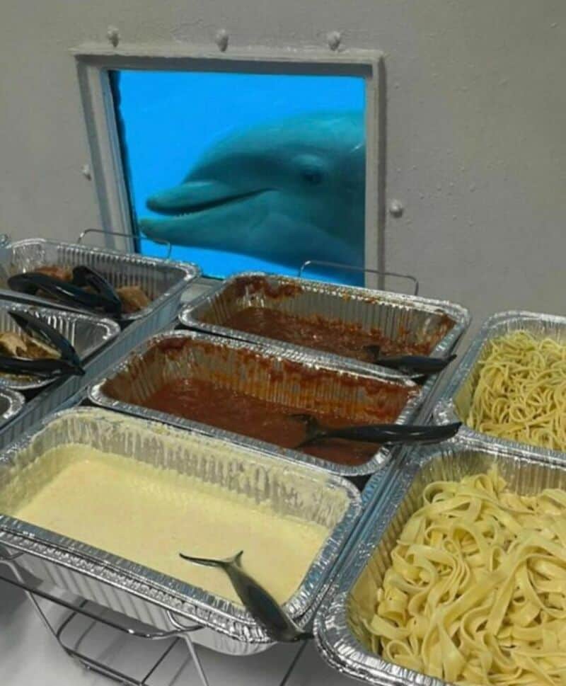 Dolphin looking through a window at a food counter with pasta and sauces.