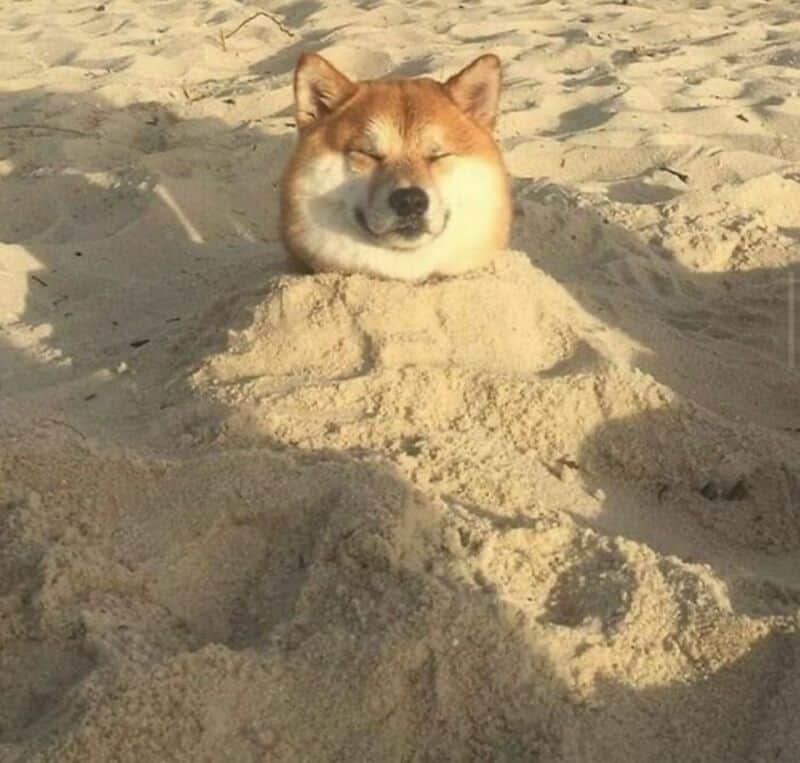 Shiba Inu dog with eyes closed, head above sand, on a beach.