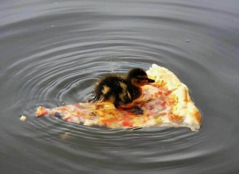 Duckling sitting on a slice of pizza floating on water.