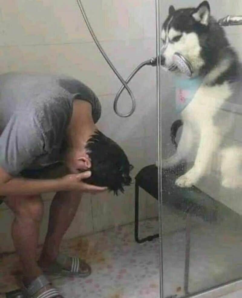 Person washing a dog in a shower with a husky sitting outside the glass door.