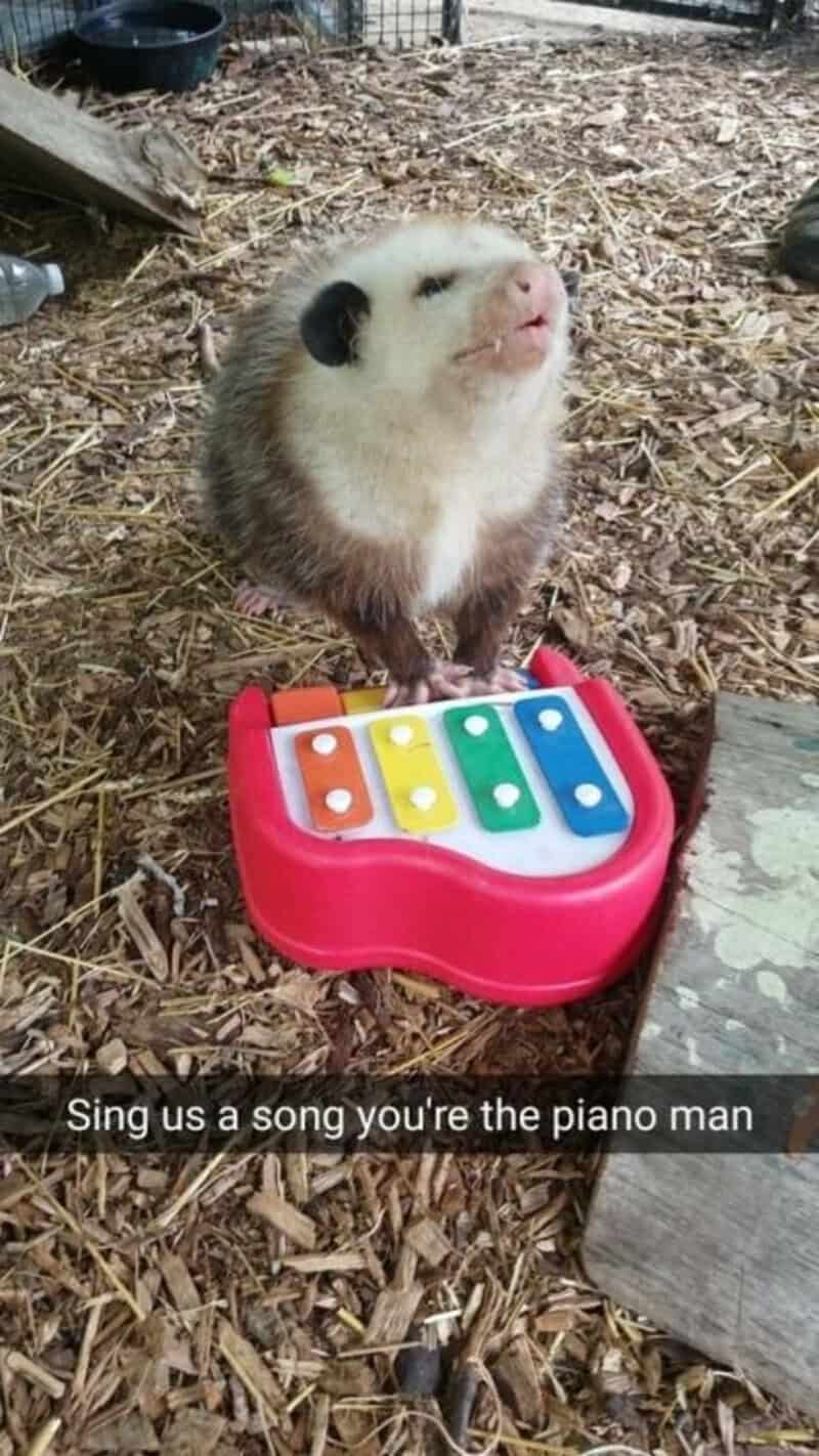 Cute ferret with a pink nose and black eyes sitting near a colorful toy piano.