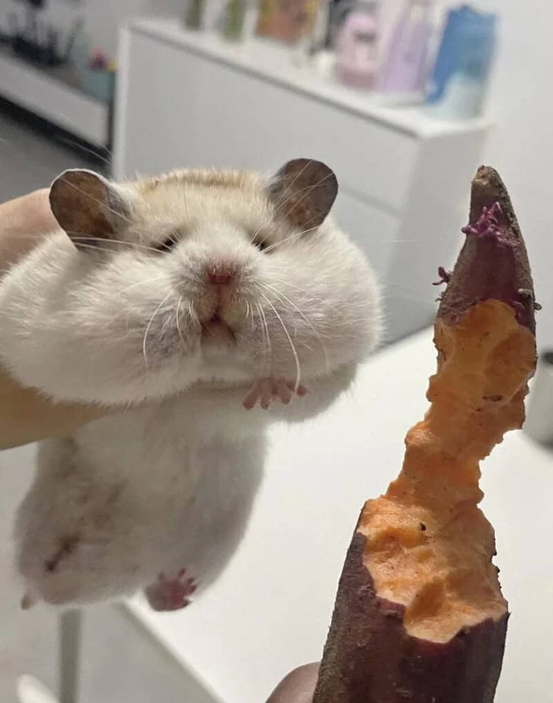 Close-up of a hamster with a sweet expression next to a sweet potato.