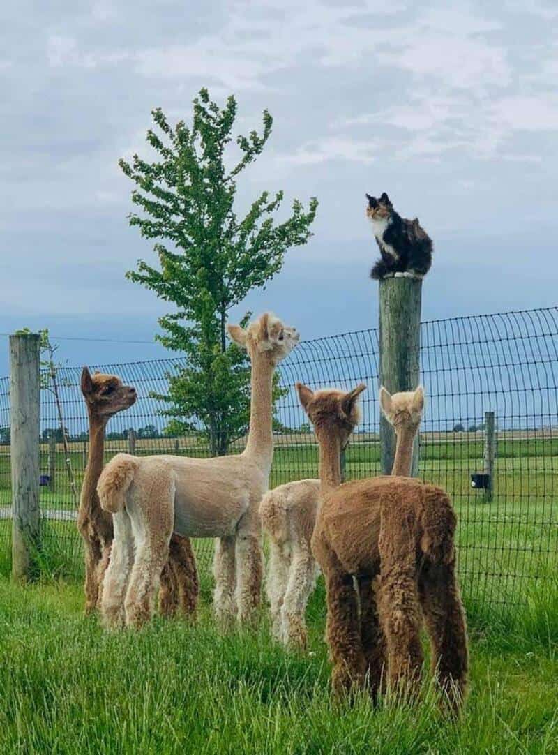 Cat sitting on a post with alpacas in a field and a tree in the background.