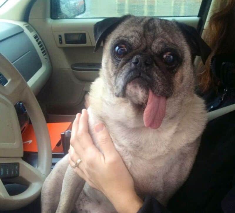 Cute pug with tongue out sitting on a person's lap in a vehicle.