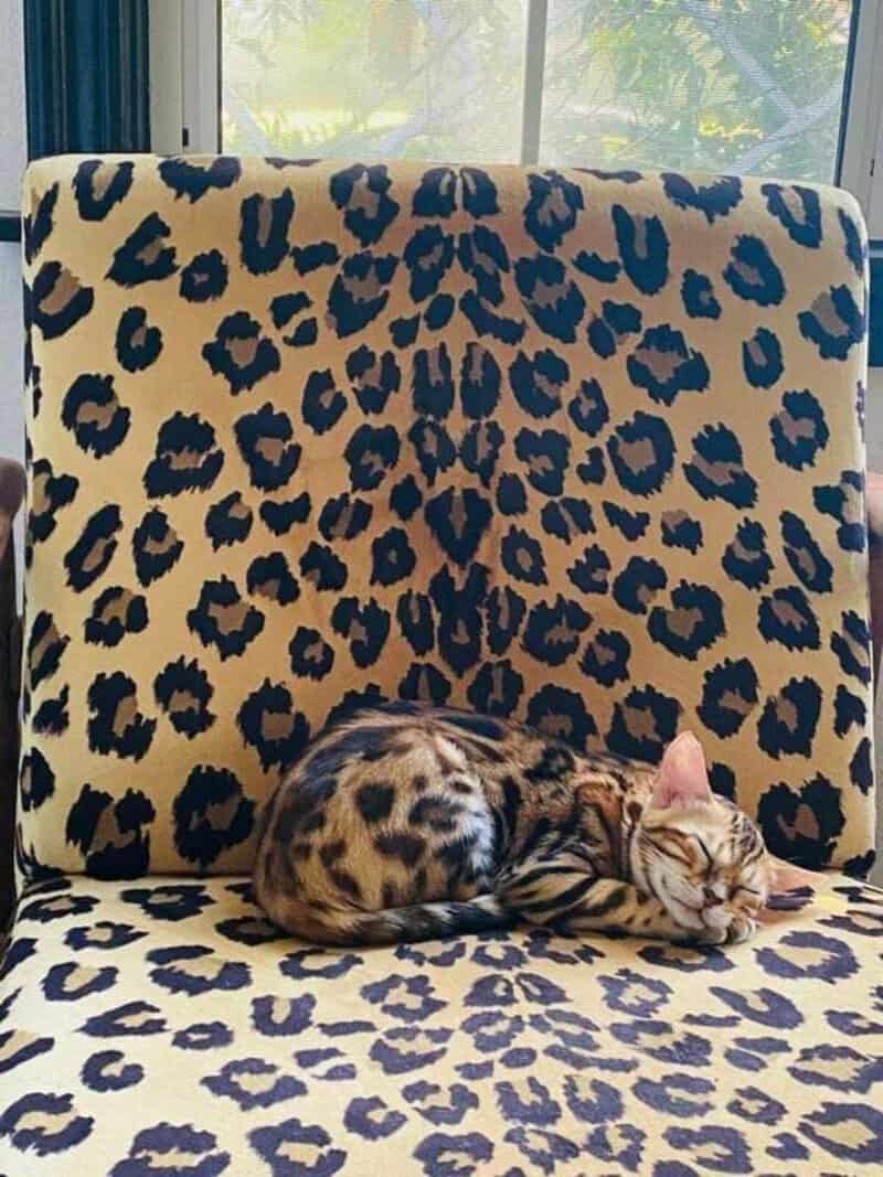 Leopard print chair with a Bengal cat sleeping on it.