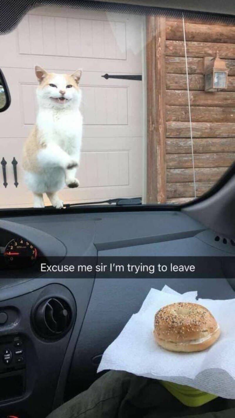 A cat standing on its hind legs outside a vehicle, with a burger on a napkin inside.
