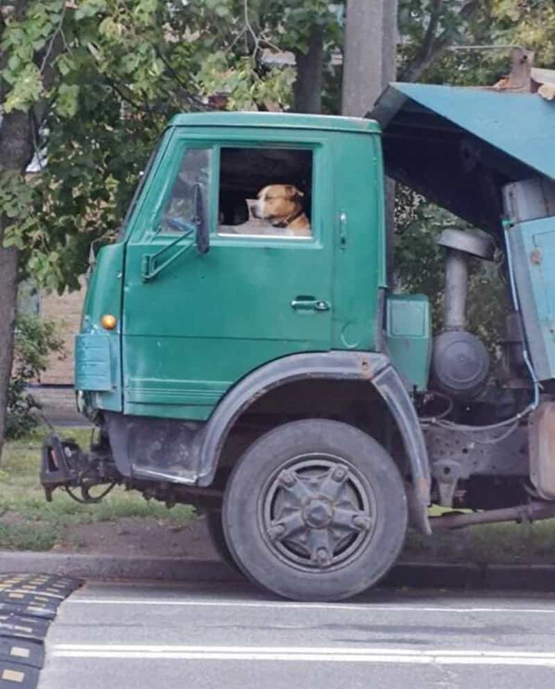 Dog looking out of a green truck window during daytime.