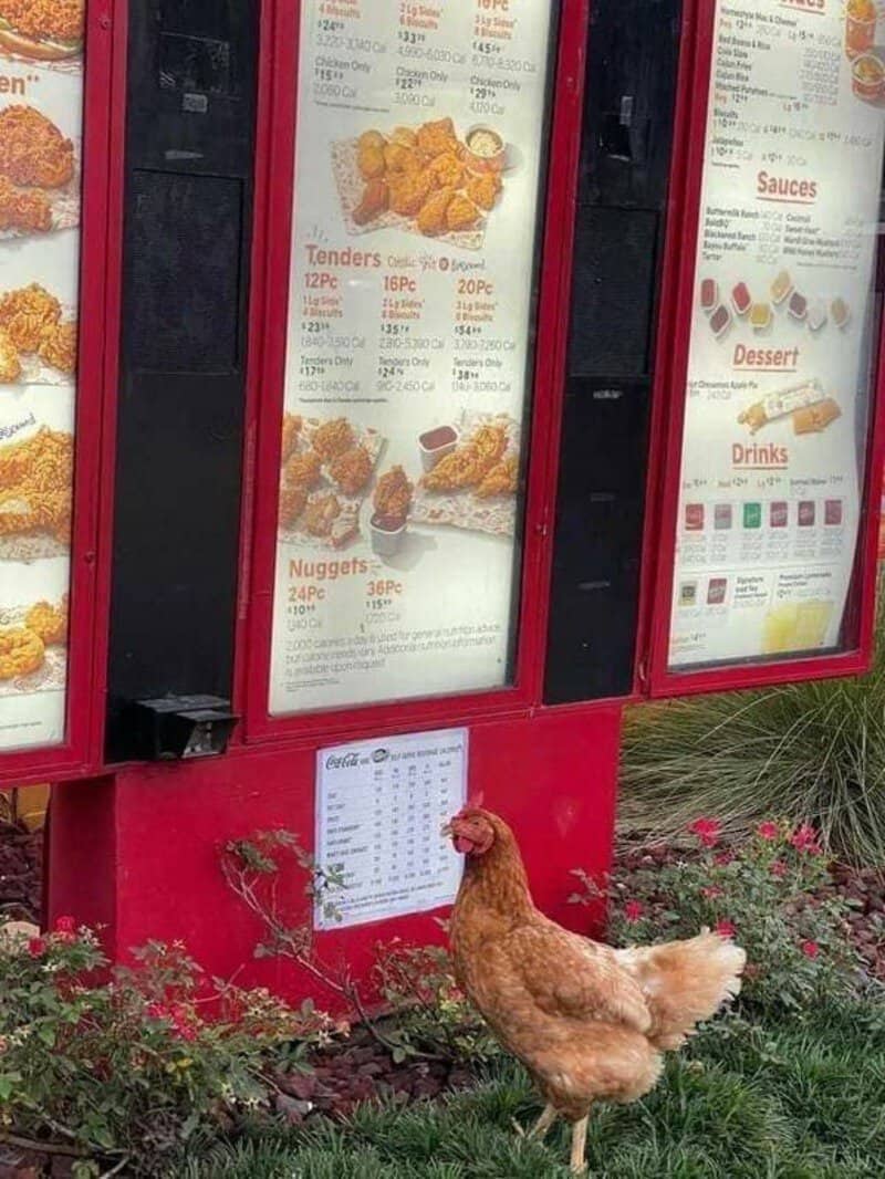 Chicken looking at a menu board outside a fast food restaurant.