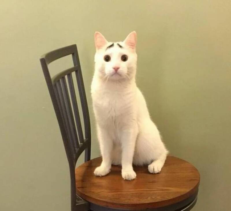 White cat with black markings on face sitting on a wooden chair.