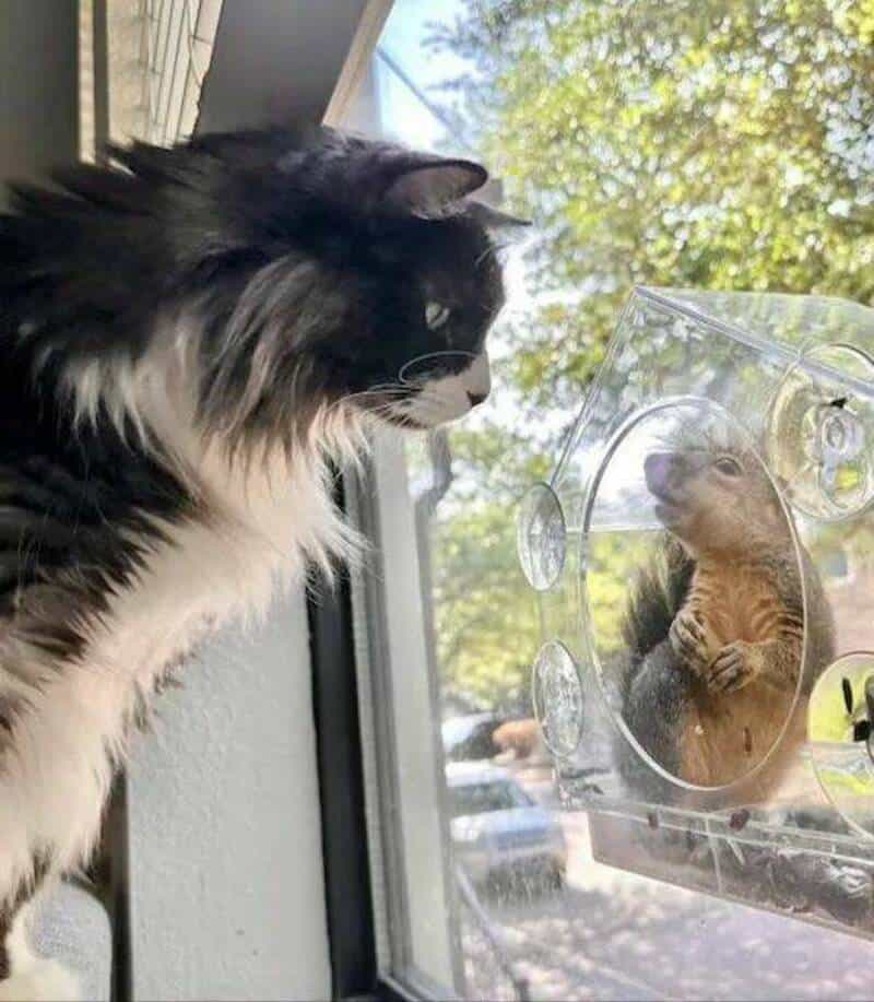 Black and white cat looking at a small animal in a plastic container.