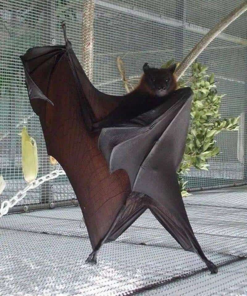 A bat hanging upside down with a small black cat sitting on its wing.