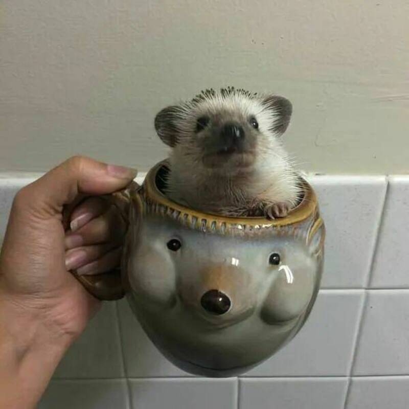Hedgehog in a bear-shaped mug, held by a hand against a tiled wall.