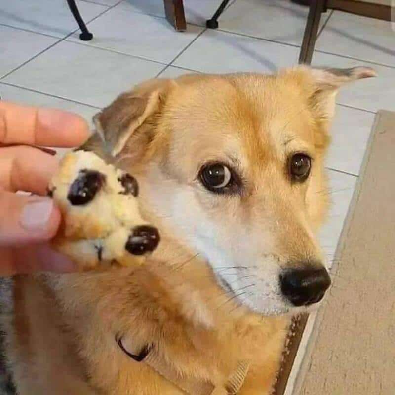 Dog looking at a cookie with black spots held by a hand.