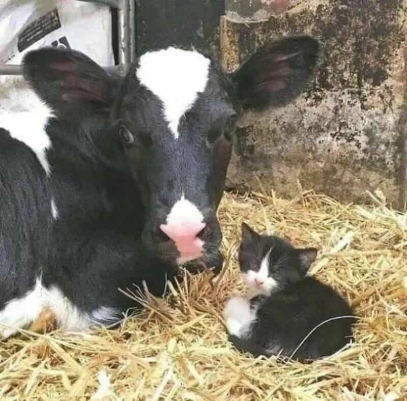 A black and white calf and a tiny black and white kitten lying on straw.