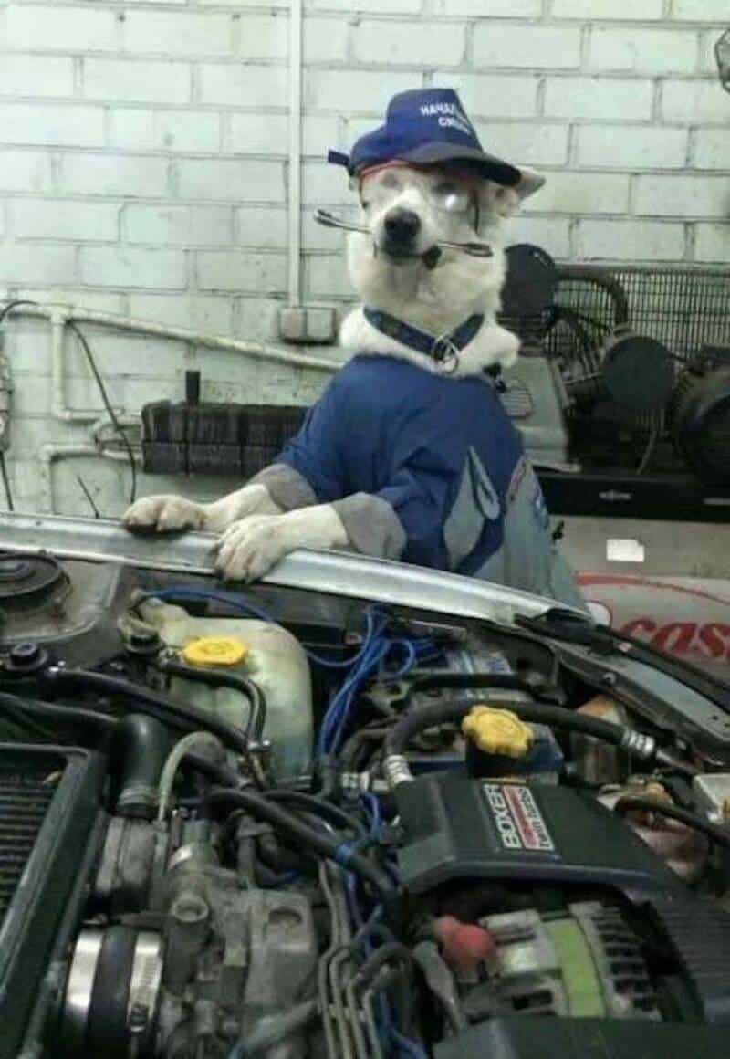 Dog dressed as a mechanic with a hat, overalls, and a wrench in its mouth.