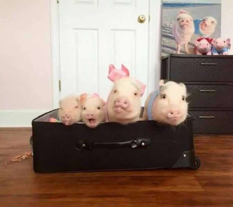 Five piglets in a suitcase, some with pink bows, in a room with a door and dresser.