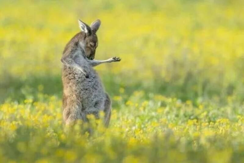 A kangaroo standing on its hind legs in a field of yellow flowers.