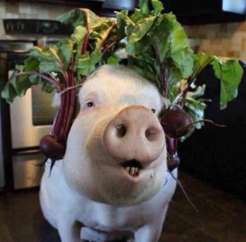 Pig with beet leaves and roots on its head, resembling a hat.