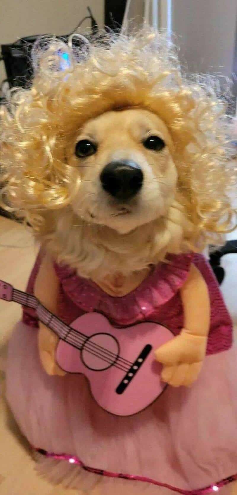 Dog wearing a curly blonde wig and pink dress, holding a small pink guitar.