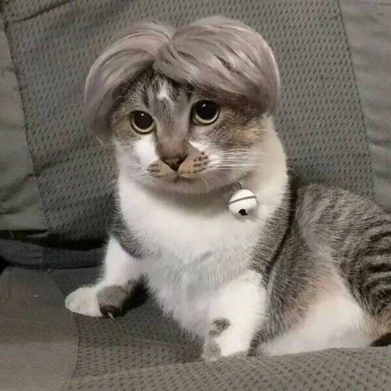 Cat with a wig and a bell collar sitting on a couch.