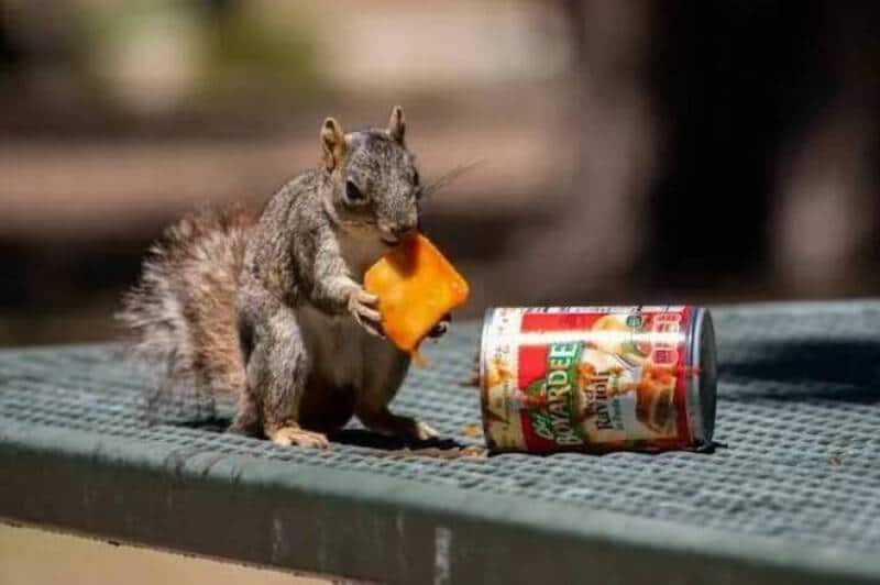 Squirrel holding a piece of cheese next to a can of dog food.