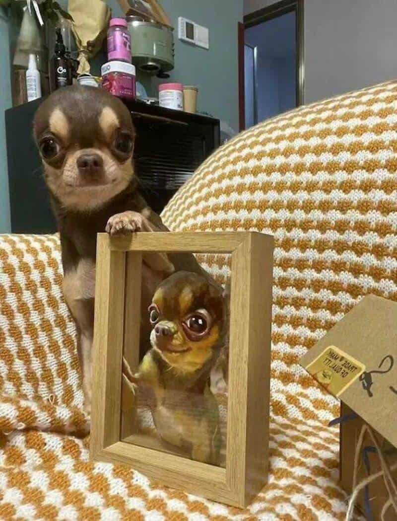 Two small dogs, one behind a mirror and one in front, on a patterned couch.