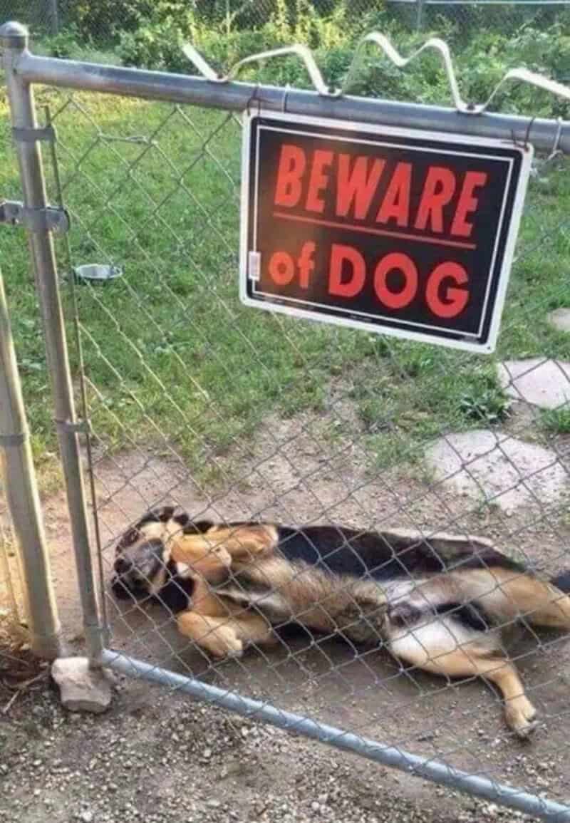 Dog lying on the ground behind a gate with a 'Beware of Dog' sign.