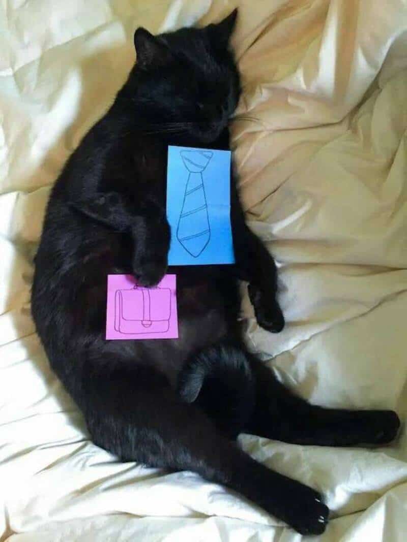 Black cat lying on bed with paper ties on its body, one blue and one pink.