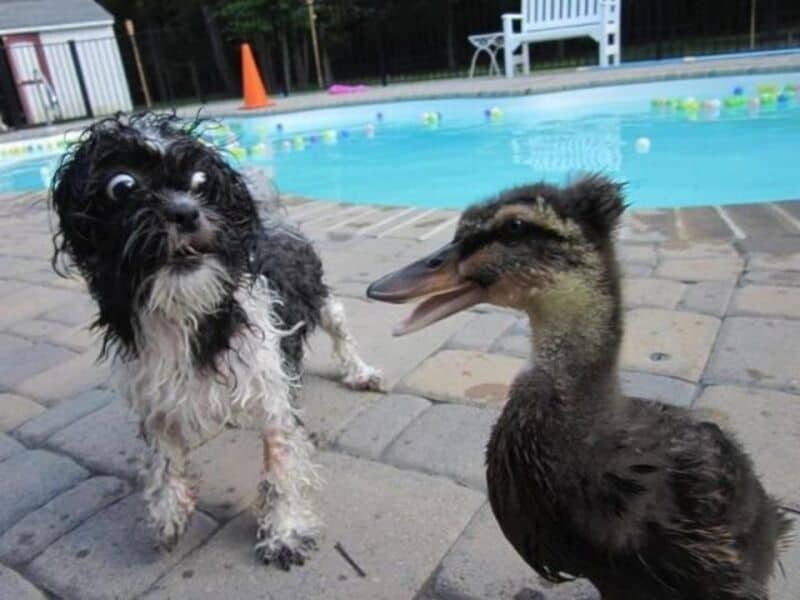 Dog and duck by the poolside with pool and orange cone in background.