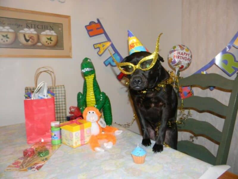 Dog wearing birthday glasses and party hat with birthday decorations.