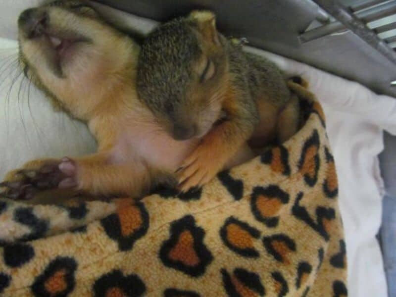 Two baby squirrels sleeping on a leopard print blanket.