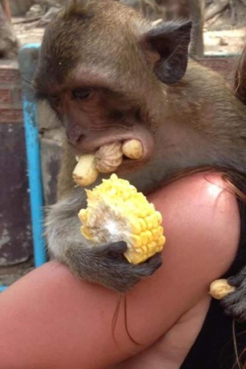 Monkey eating corn on a person's shoulder in a zoo setting.