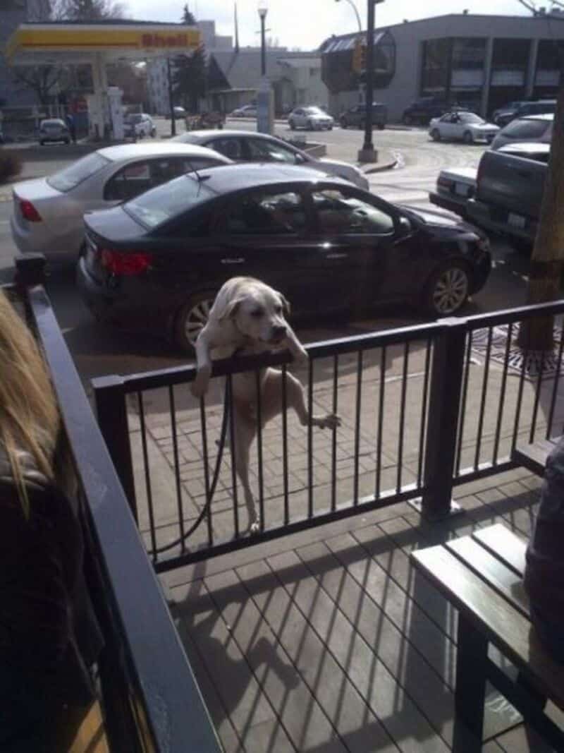 Dog with head over railing looking outside on busy street.