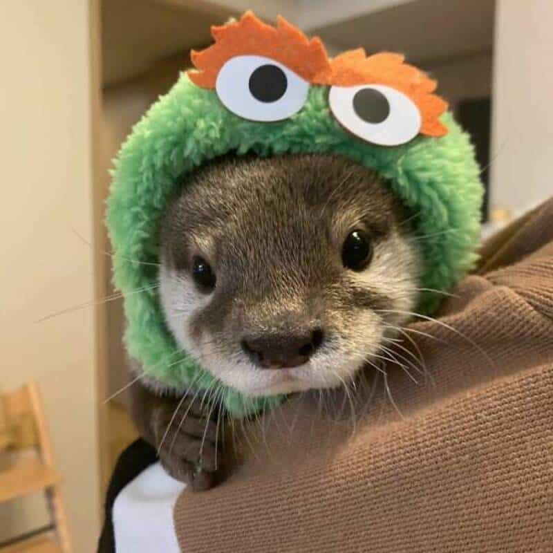 Ferret wearing a green fuzzy hat with orange and white eyes, resembling a monster.