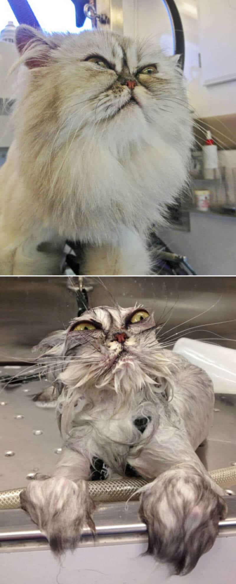 Fluffy cat with long fur and a grumpy expression on a grooming table.